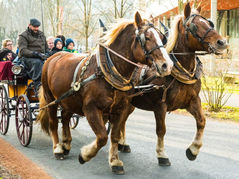 Pferdekutsche fährt Besucherinnen und Besucher durch den Adventmarkt Bad Gleichenberg.